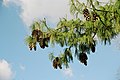 Twigs with Cones