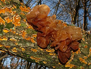 <i>Tremella foliacea</i> Species of fungus