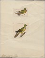 Treron bicincta - 1700-1880 - Print - Iconographia Zoologica - Special Collections University of Amsterdam - UBA01 IZ15600225.tif