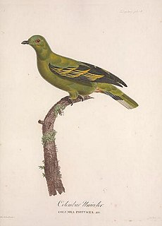 <span class="mw-page-title-main">Timor green pigeon</span> Species of bird