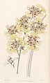 Trichocentrum lacerum (syn. Oncidium lacerum)