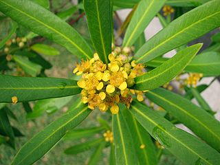 <i>Tristaniopsis laurina</i> species of plant