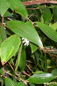 Trochocarpa laurina - Залив Эльвина.JPG