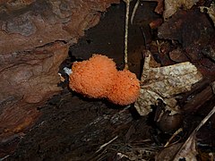 Tubifera ferruginosa (Red raspberry slime mould)