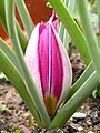 Tulipa humilis 'Persian Pearl'