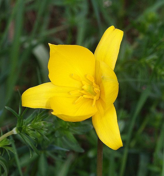 File:Tulipa sylvestris 250406.jpg