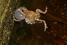 Tungara frog Tungara Frog (Engystomops pustulosus) Calling.jpg