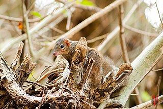 <span class="mw-page-title-main">Northern treeshrew</span> Species of mammal