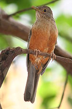 Turdus-rufiventris.jpg