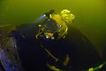 Navy Reserve Navy Diver Seaman Jesse Kole, assigned to Naval Experimental Diving Unit, does an inspection dive of the interior of the wreck of the former Russian submarine Juliett 484.