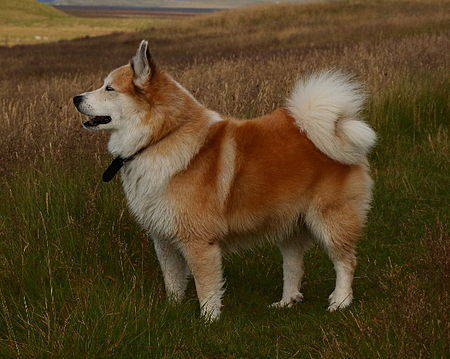 Anjing_gembala_Iceland