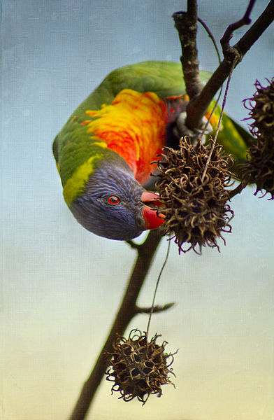 File:Upside down Lorikeet (7562125174).jpg