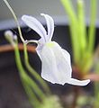 Utricularia sandersonii flower