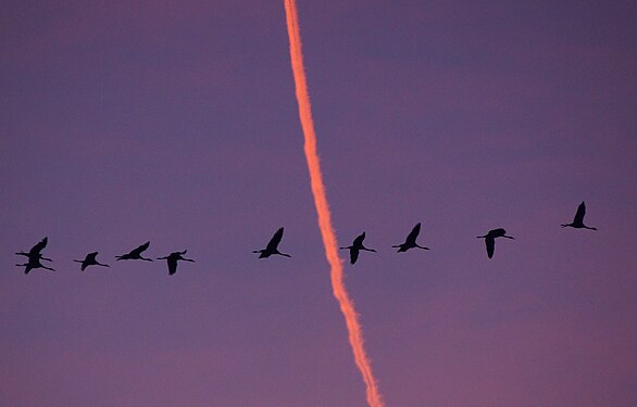 Flock of common cranes in front of a contrail in the evening sky over Grabow Bodden, Northeastern Germany