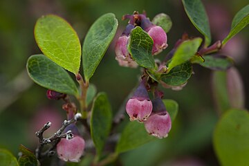 Vaccinium uliginosum