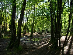 Pylli legjendar Brocéliande brenda pyllit Paimpont