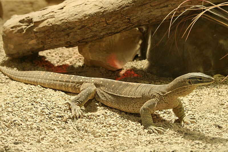 File:Varanus gouldii 18082009.jpg