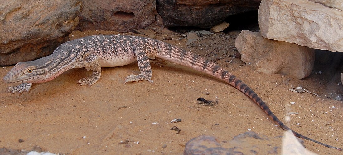 Varanus griseus