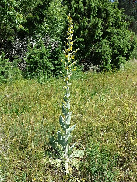 File:Verbascum pulverulentum sl7.jpg