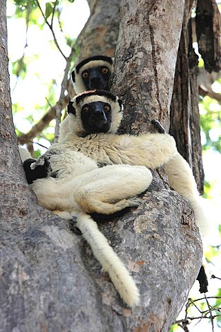 <span class="mw-page-title-main">Verreaux's sifaka</span> Species of lemur