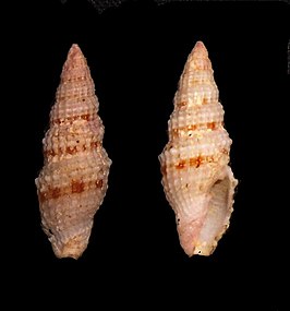 Vexillum (Costellaria) corbicula