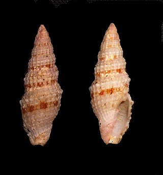 <i>Vexillum corbicula</i> Species of gastropod