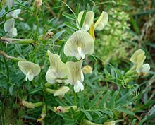 Vicia grandiflora W.jpg