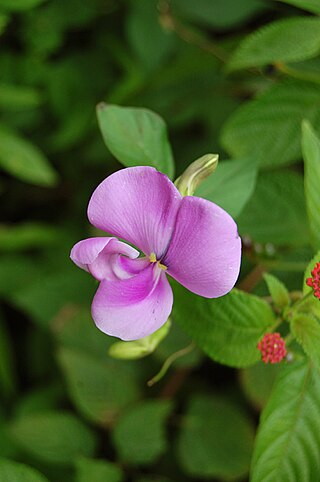 <i>Vigna vexillata</i> Species of legume