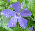 Bloem van Vinca minor (Kleine maagdenpalm))