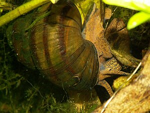 Blunt pond snail (Viviparus viviparus)