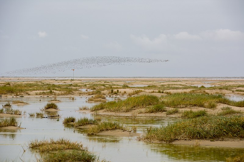 File:Vordünen auf Spiekeroog bei Sturmflut - Nationalpark Niedersächsisches Wattenmeer.jpg