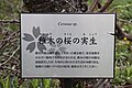 P224 稚木の桜の実生 Wakakinosakuranomisho プレートの写真