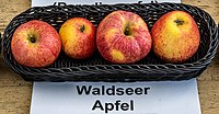 Waldsee apple jm55106.jpg