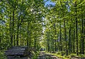 * Nomination Forest trail near Schweickershausen --Plozessor 05:33, 25 December 2023 (UTC) * Promotion  Support Good quality. --XRay 08:13, 25 December 2023 (UTC)