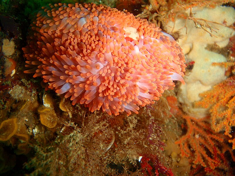 File:Walking anemone at the wreck of the Pietermaritzburg P7260755.JPG