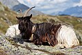 * Nomination Resting Valais Blackneck Goat at Belalp, canton of Valais, Switzerland. --JoachimKohler-HB 18:44, 16 July 2024 (UTC) * Promotion  Support Good quality.--Tournasol7 20:06, 16 July 2024 (UTC)