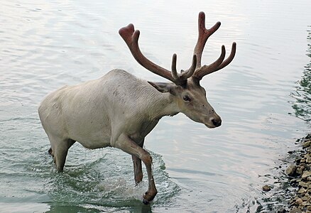 Albino barren-ground caribou, by Brian0918