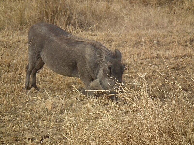 File:Warthog Phacochoerus africanus in Tanzania 3369 Nevit.jpg