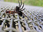 Spider hunting wasp with victim (Family: Pompilidae)