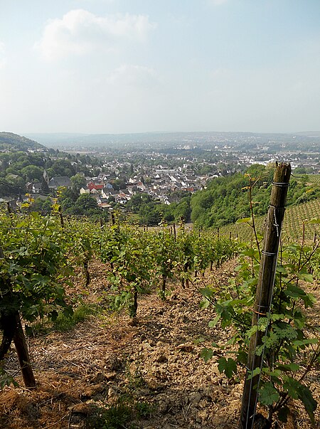 Weinbau bei Oberdollendorf, NRW