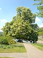 Die Kastanie am Weserstein in Hann. Münden