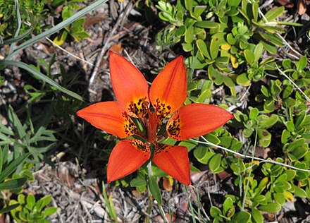 Western Wood Lily, Kananaskis