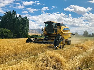 <span class="mw-page-title-main">Agriculture in Turkey</span>