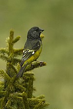 Thumbnail for White-winged grosbeak