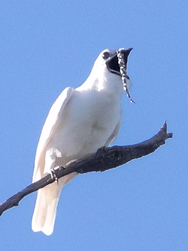 White Bellbird-Araponga-da-amazônia-Campanero blanco (Procnias albus) male (cropped).jpg