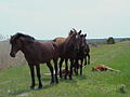 Wild Horses (6076177465).jpg