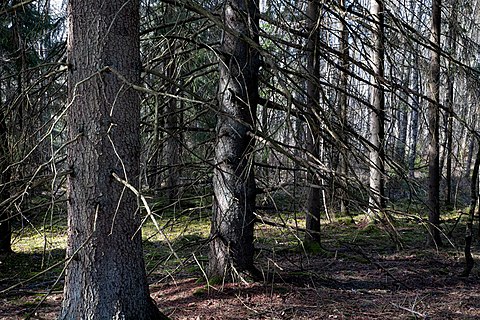 Old spruces with bare branches (Picea abies) at Myrstigen trail, Brastad, Lysekil Municipality, Sweden.