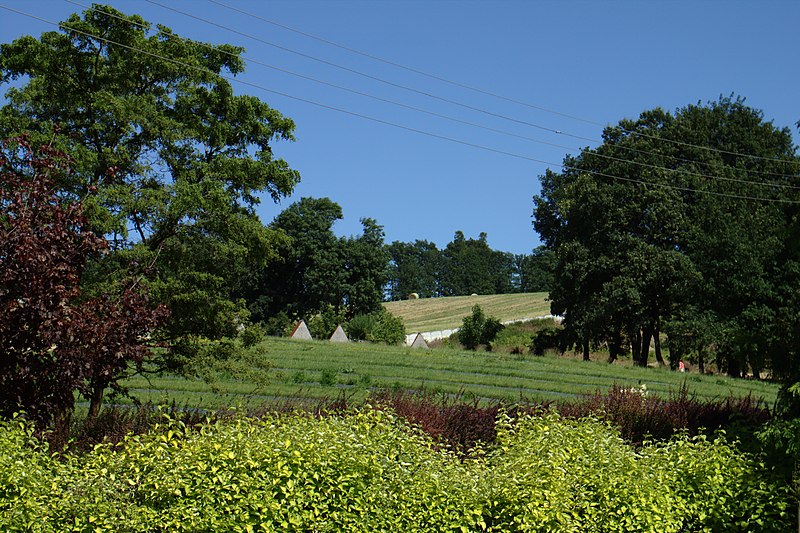 File:Wojsławice, arboretum, stromy.jpg