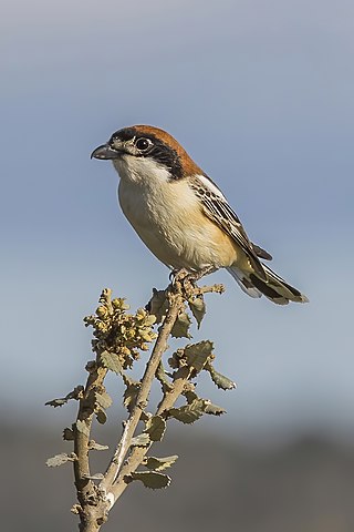 <span class="mw-page-title-main">Woodchat shrike</span> Species of bird