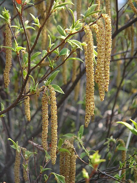 Alnus firma